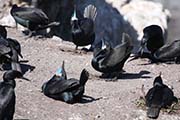 Picture/image of Brandt's Cormorant