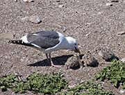 Picture/image of Western Gull