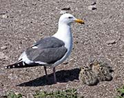 Picture/image of Western Gull