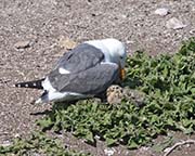 Picture/image of Western Gull