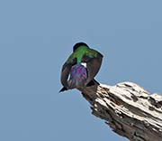 Picture/image of Violet-green Swallow