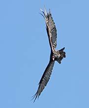 Picture/image of Turkey Vulture