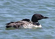 Picture/image of Common Loon