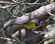 Picture/image of MacGillivray's Warbler