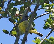 Picture/image of MacGillivray's Warbler