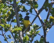 MacGillivray's Warbler