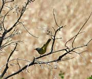 Picture/image of MacGillivray's Warbler