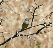 Picture/image of MacGillivray's Warbler