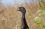 Picture/image of Wild Turkey