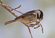 Picture/image of Chestnut-backed Chickadee