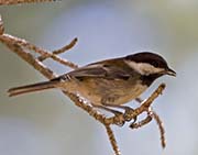 Picture/image of Chestnut-backed Chickadee