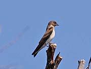 Northern Rough-winged Swallow