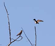 Picture/image of Northern Rough-winged Swallow