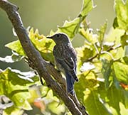 Picture/image of Western Bluebird