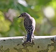 Picture/image of Western Bluebird