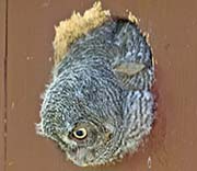 Picture/image of Western Screech Owl