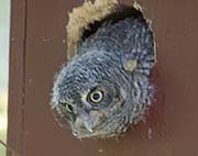 Picture/image of Western Screech Owl