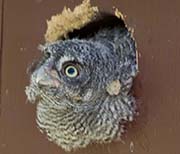 Picture/image of Western Screech Owl