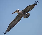 Picture/image of Brown Pelican