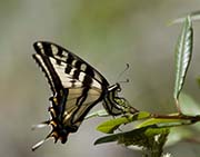 Picture/image of Just for Fun