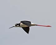 Picture/image of Black-necked Stilt
