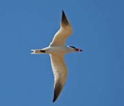 Picture/image of Caspian Tern