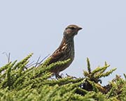 Picture/image of White-crowned Sparrow