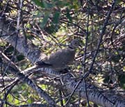 Picture/image of Eurasian Collared Dove