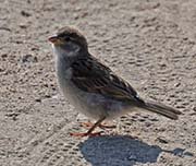 Picture/image of House Sparrow