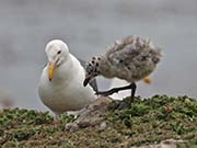 Picture/image of Western Gull