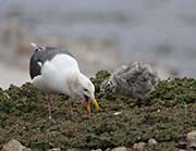 Picture/image of Western Gull