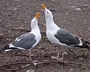 Picture/image of Western Gull