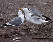 Picture/image of Western Gull