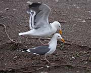 Picture/image of Western Gull