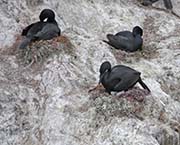 Picture/image of Brandt's Cormorant