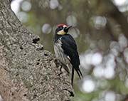 Picture/image of Acorn Woodpecker