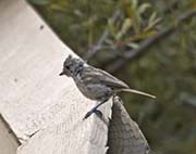 Picture/image of Oak Titmouse