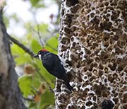 Picture/image of Acorn Woodpecker
