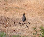 Picture/image of California Quail