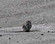 Lark Sparrow
