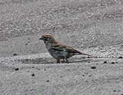 Picture/image of Lark Sparrow