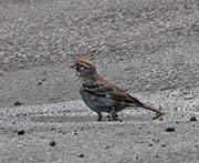 Picture/image of Lark Sparrow