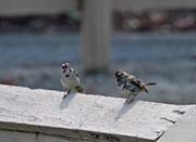 Picture/image of Lark Sparrow