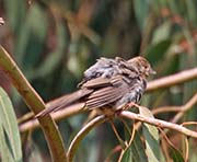 Picture/image of California Towhee