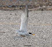 Picture/image of Least Tern