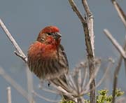 Picture/image of House Finch