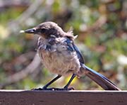 Picture/image of Western Scrub Jay