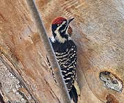 Picture/image of Nuttall's Woodpecker