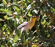 Picture/image of Bullock's Oriole