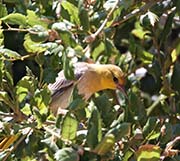 Picture/image of Bullock's Oriole